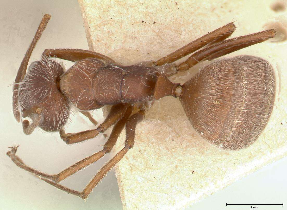 Imagem de Camponotus formiciformis Forel 1885