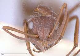 Imagem de Camponotus formiciformis Forel 1885