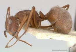 Imagem de Camponotus formiciformis Forel 1885