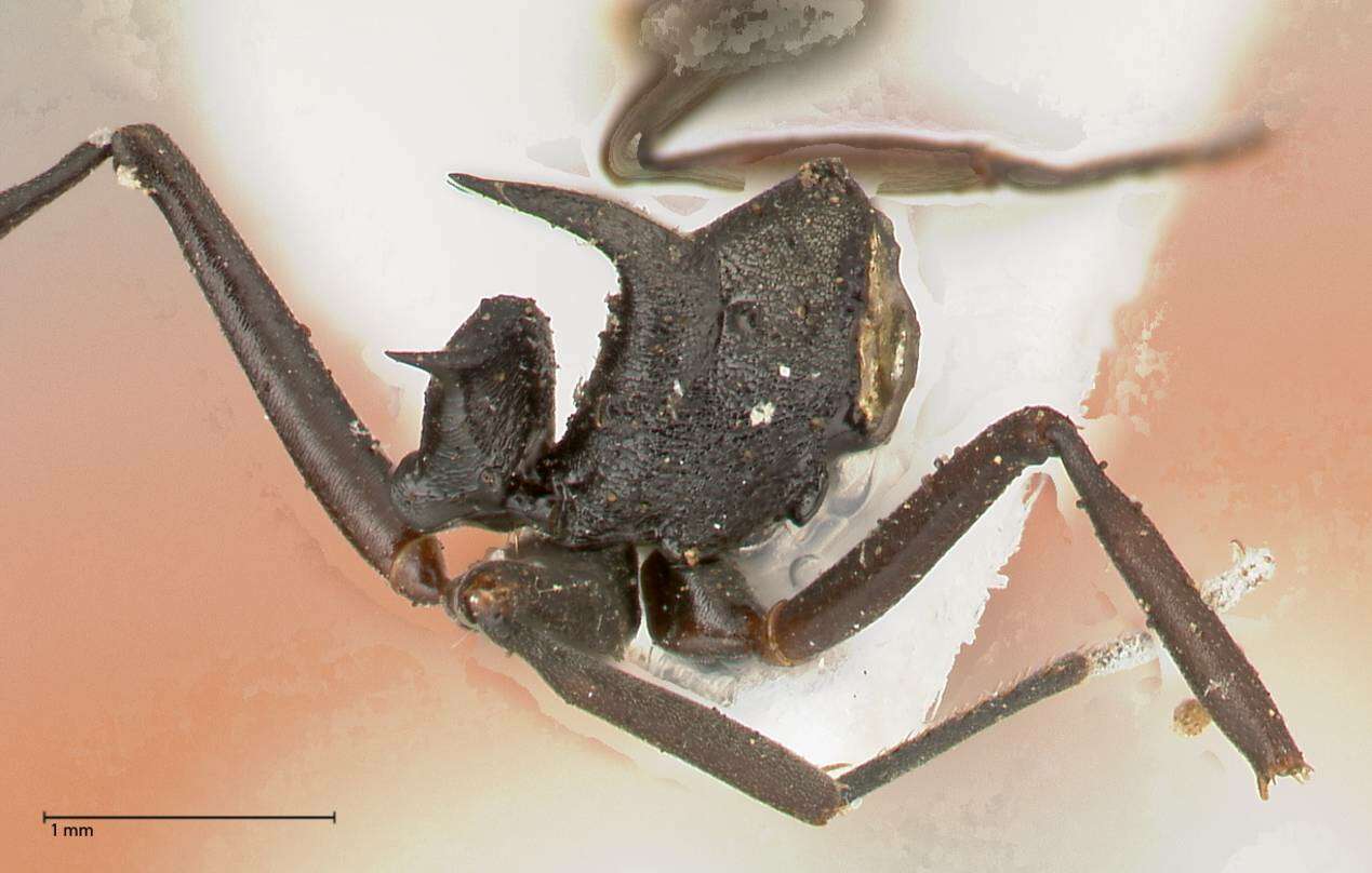 Image of Polyrhachis batesi Forel 1911