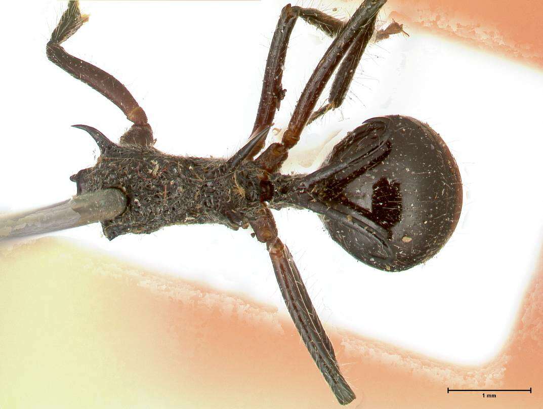 Image of Polyrhachis furcata Smith 1858