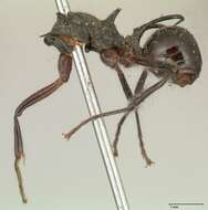 Image of Polyrhachis furcata Smith 1858