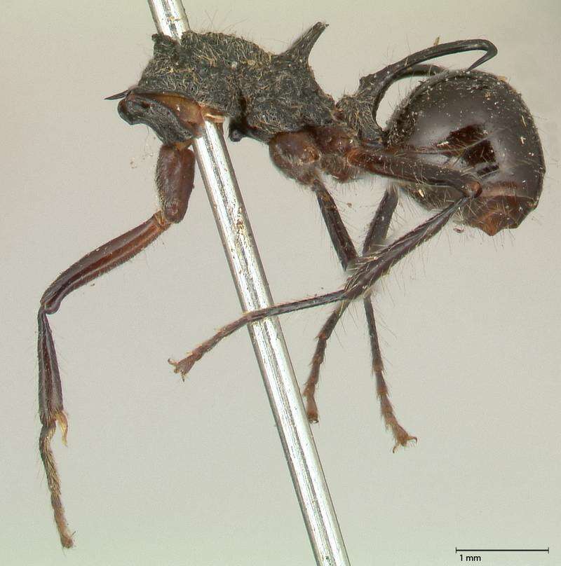 Image of Polyrhachis furcata Smith 1858