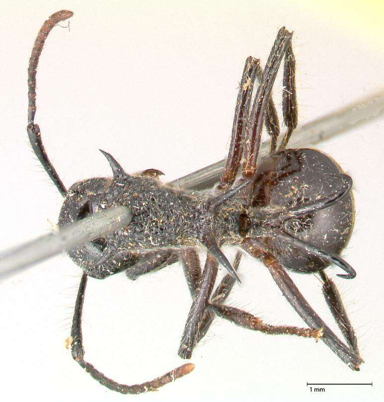 Image of Polyrhachis furcata Smith 1858