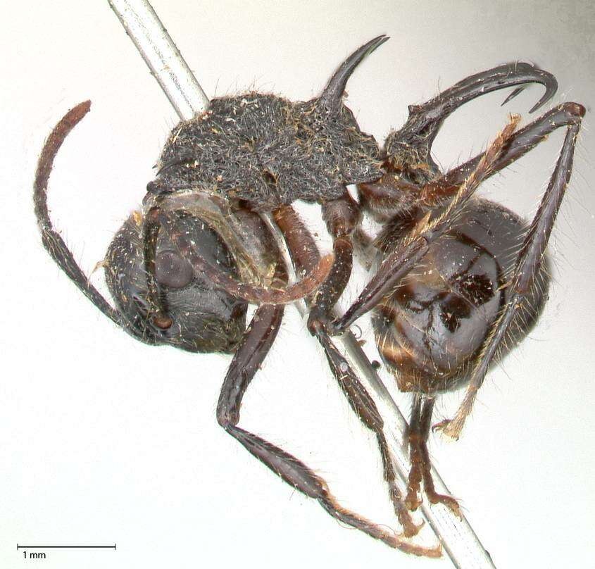 Image of Polyrhachis furcata Smith 1858