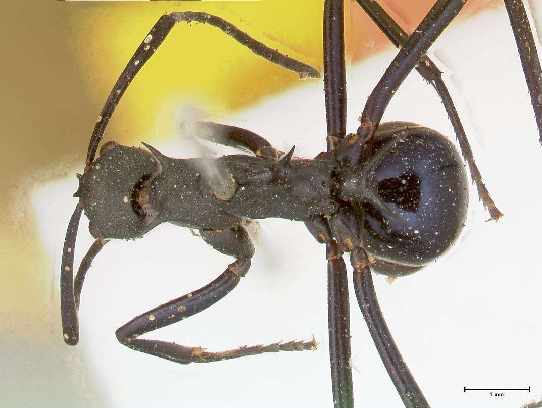 Plancia ëd Polyrhachis chalybea Smith 1857