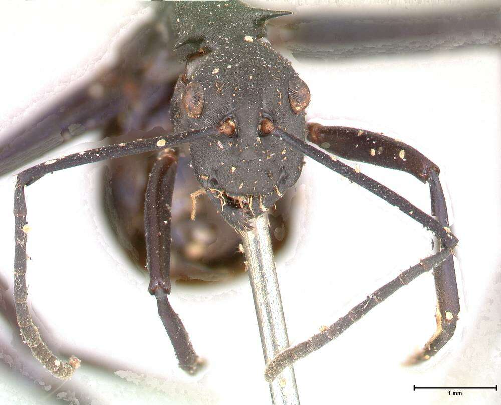 Plancia ëd Polyrhachis chalybea Smith 1857