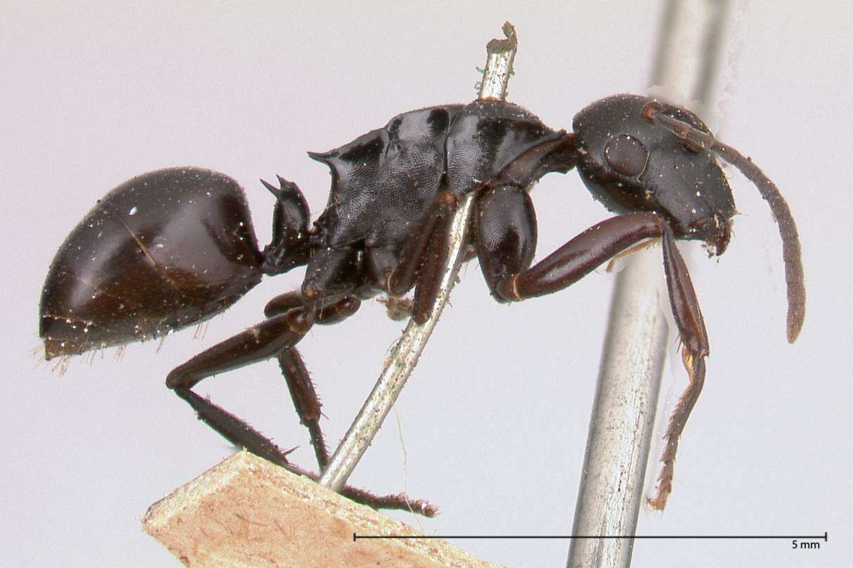 Image of Polyrhachis fuscipes Mayr 1862