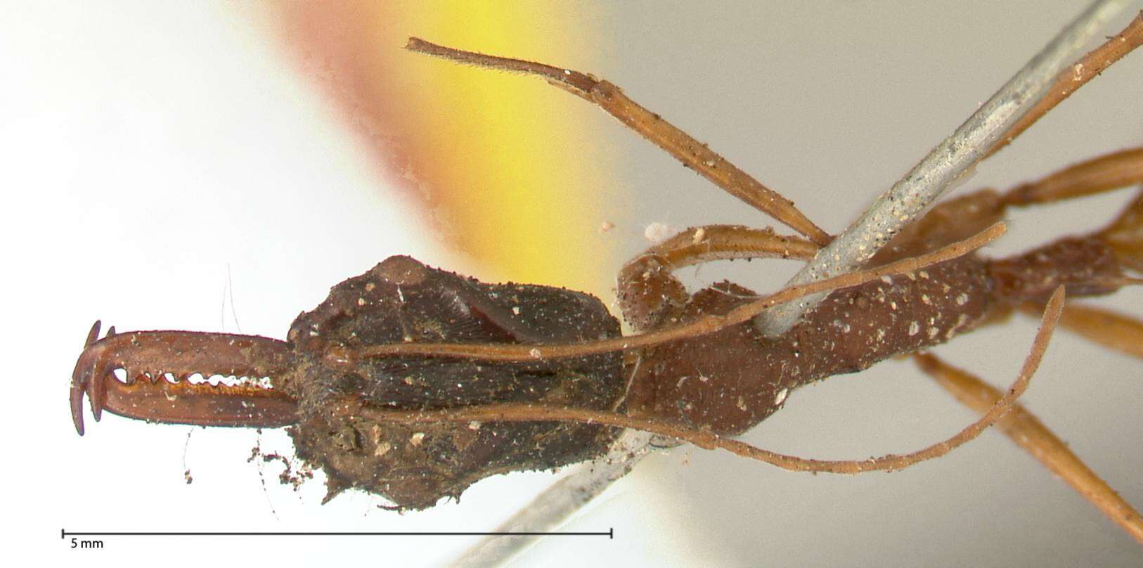 Plancia ëd Odontomachus nigriceps Smith 1860