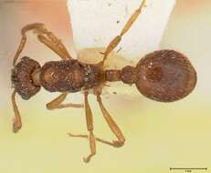 Image de Myrmica kotokui Forel 1911