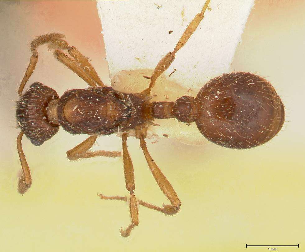 Image de Myrmica kotokui Forel 1911