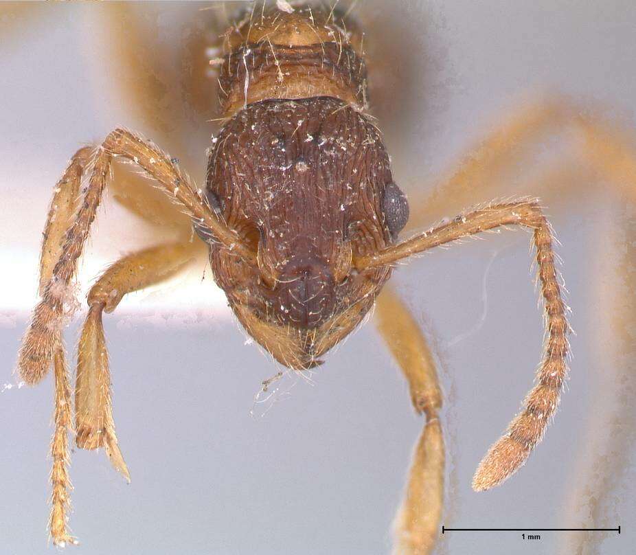 Image de Myrmica kotokui Forel 1911