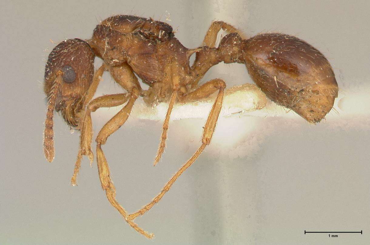 Plancia ëd Myrmica kotokui Forel 1911