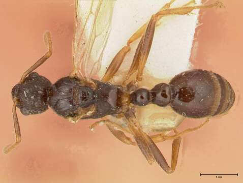 Image de Myrmica kotokui Forel 1911