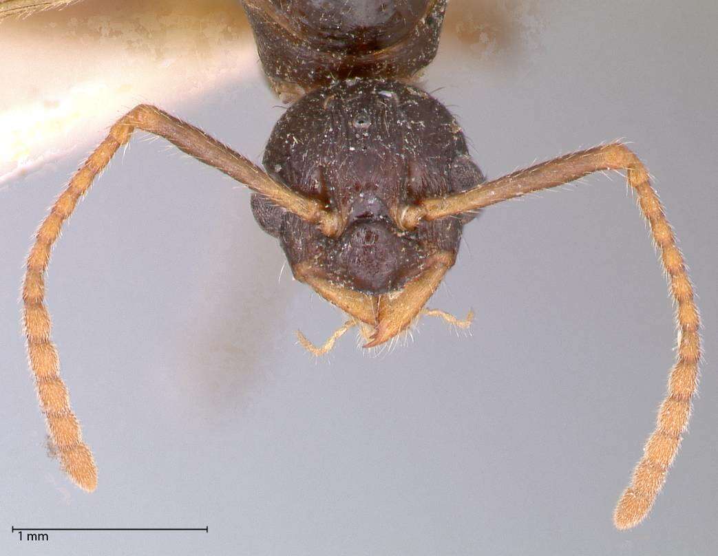 Plancia ëd Myrmica kotokui Forel 1911