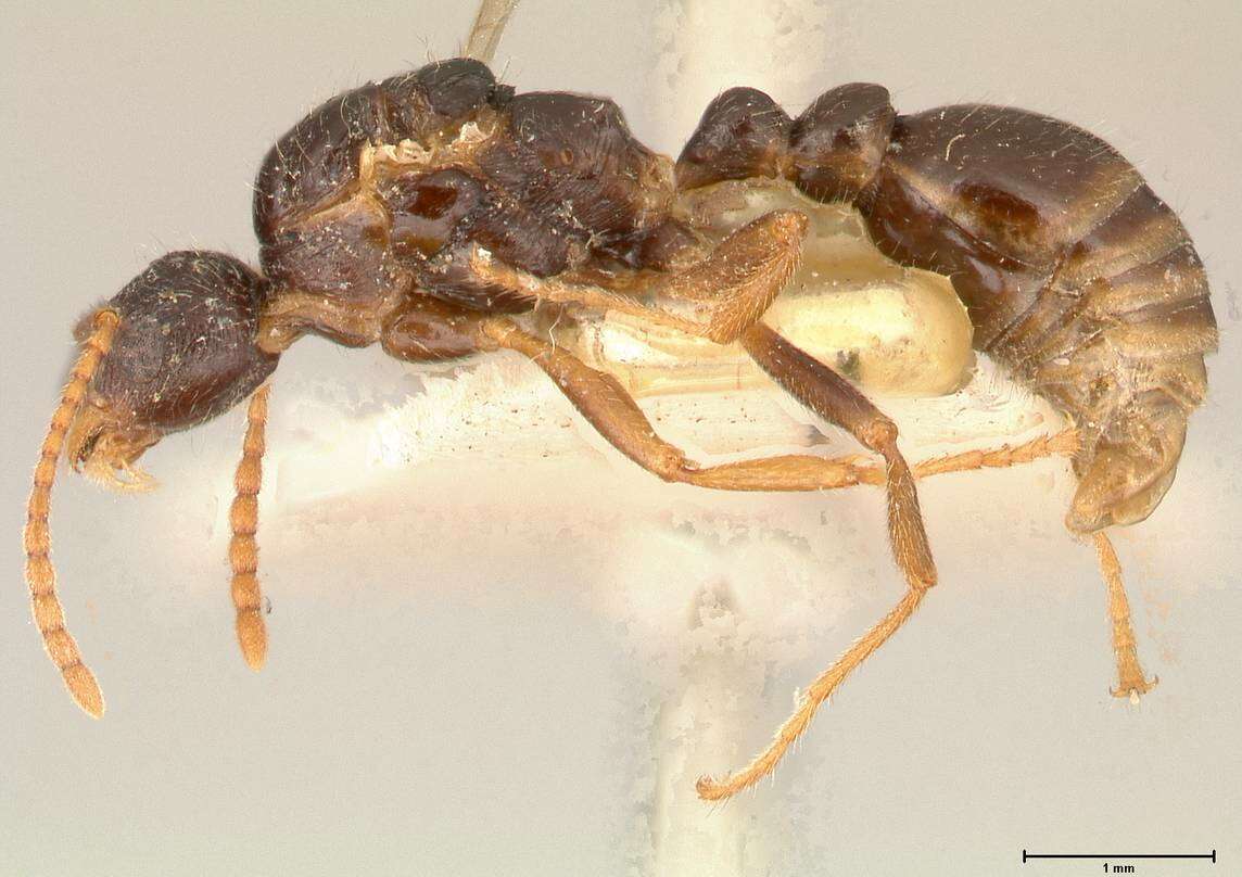 Image de Myrmica kotokui Forel 1911