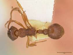 Image de Myrmica kotokui Forel 1911