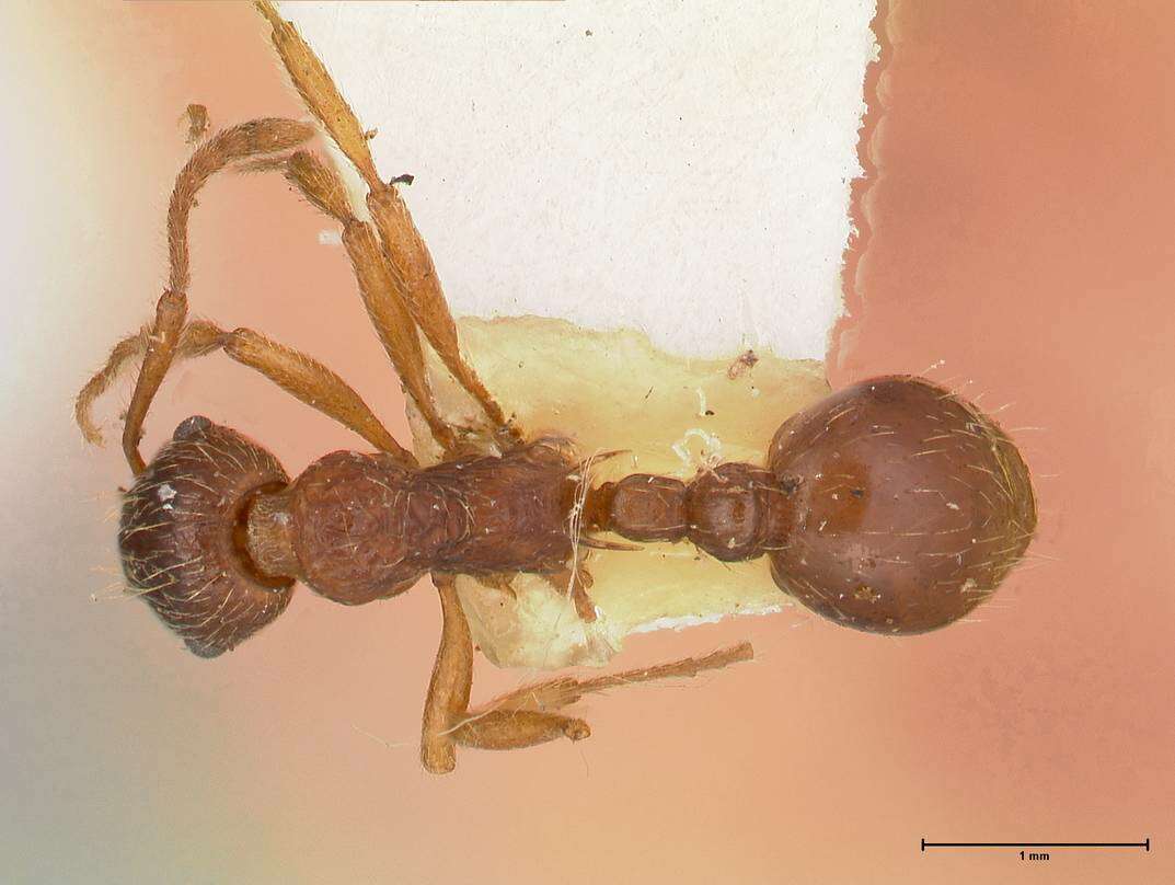 Image de Myrmica kotokui Forel 1911