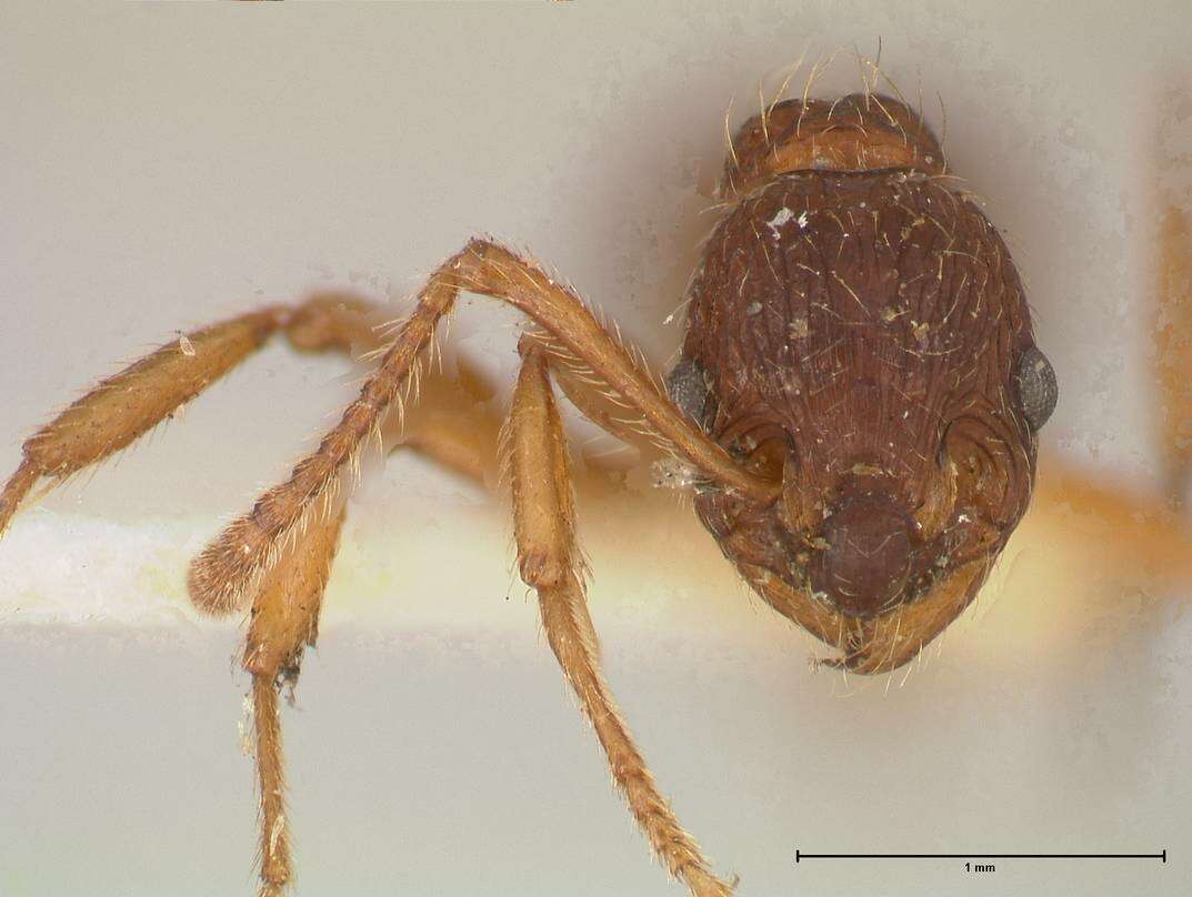 Image de Myrmica kotokui Forel 1911