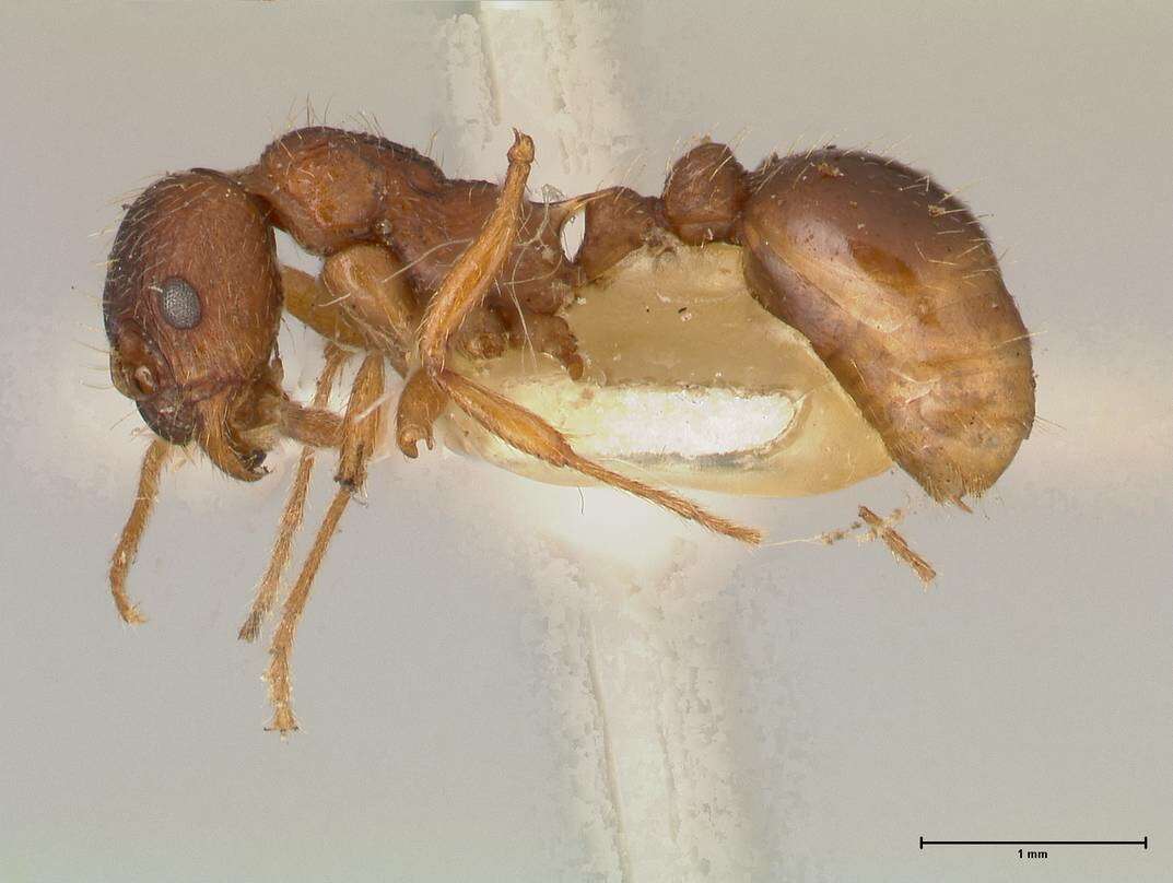 Plancia ëd Myrmica kotokui Forel 1911