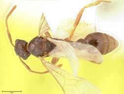 Image de Myrmica kotokui Forel 1911