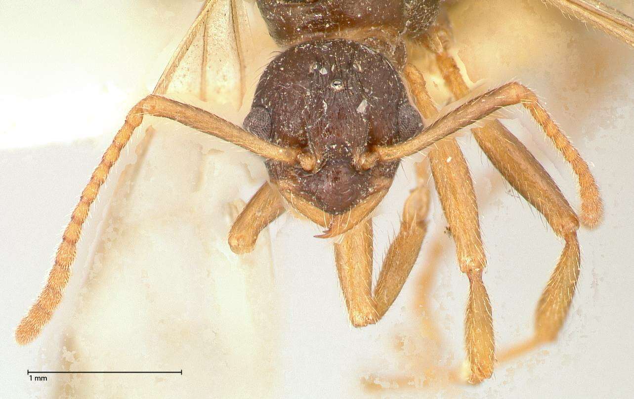 Image de Myrmica kotokui Forel 1911