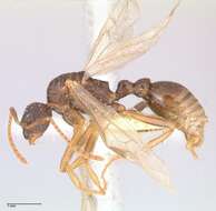 Plancia ëd Myrmica kotokui Forel 1911