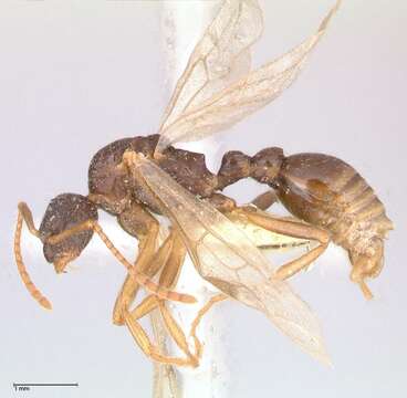 Image de Myrmica kotokui Forel 1911