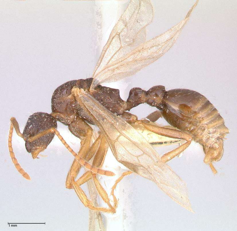 Plancia ëd Myrmica kotokui Forel 1911