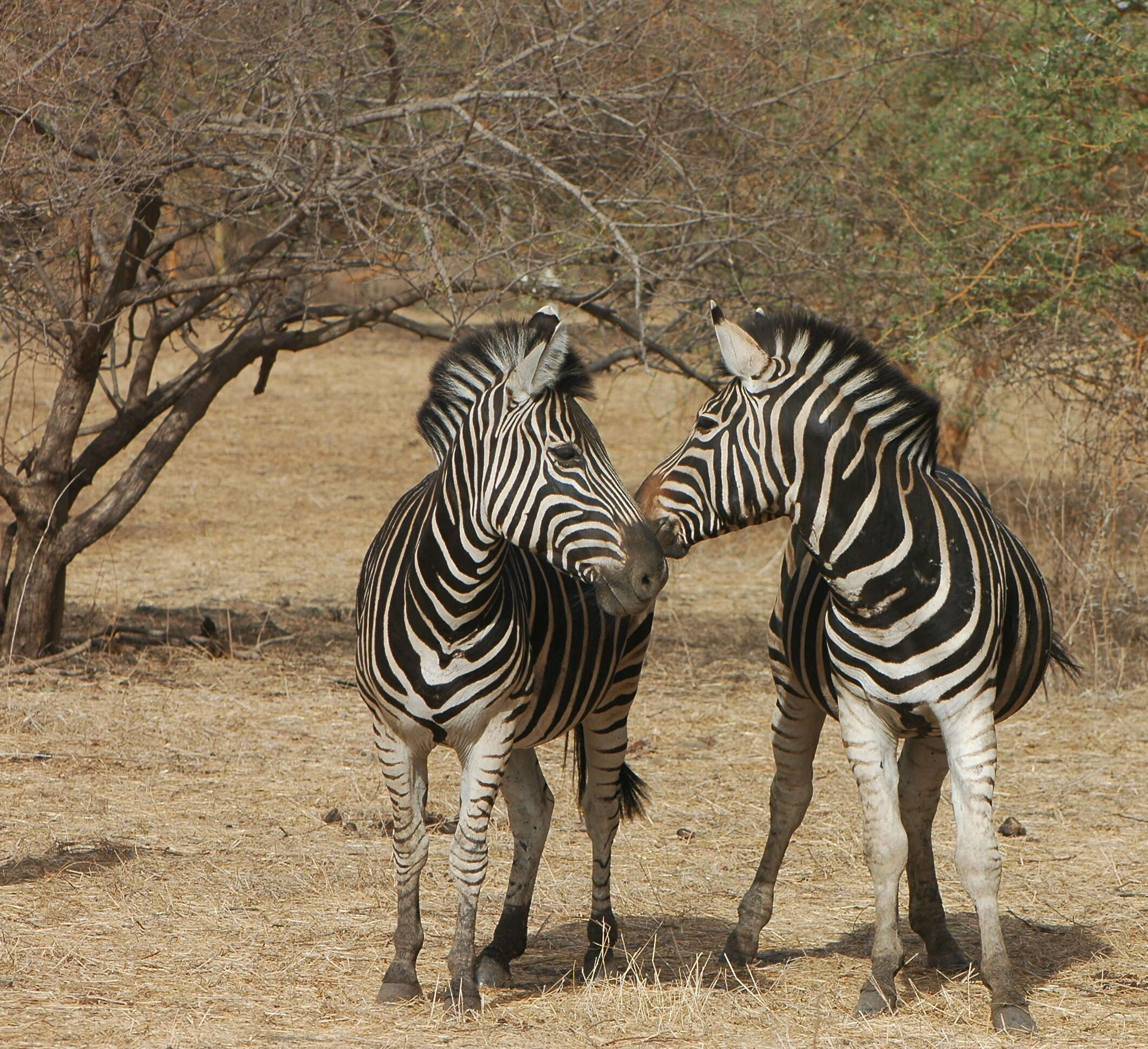 Image of zebra