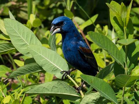 Image of Blue Grosbeak