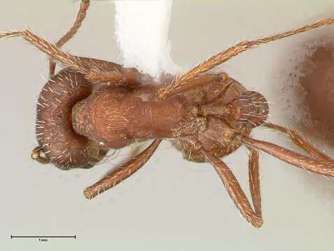 Image of Pogonomyrmex montanus MacKay 1980