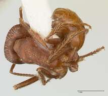 Image of Pogonomyrmex montanus MacKay 1980