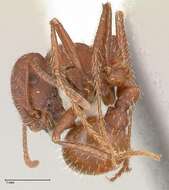 Image of Pogonomyrmex montanus MacKay 1980