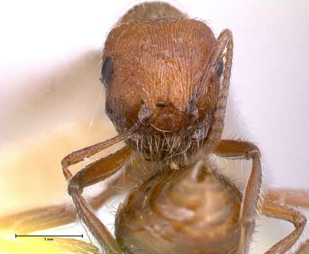 Image of Pogonomyrmex montanus MacKay 1980