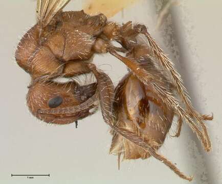 Image of Pogonomyrmex montanus MacKay 1980