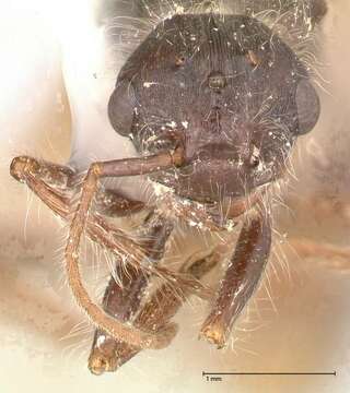 Image of Pogonomyrmex montanus MacKay 1980