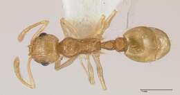 Image of Temnothorax nordmeyeri