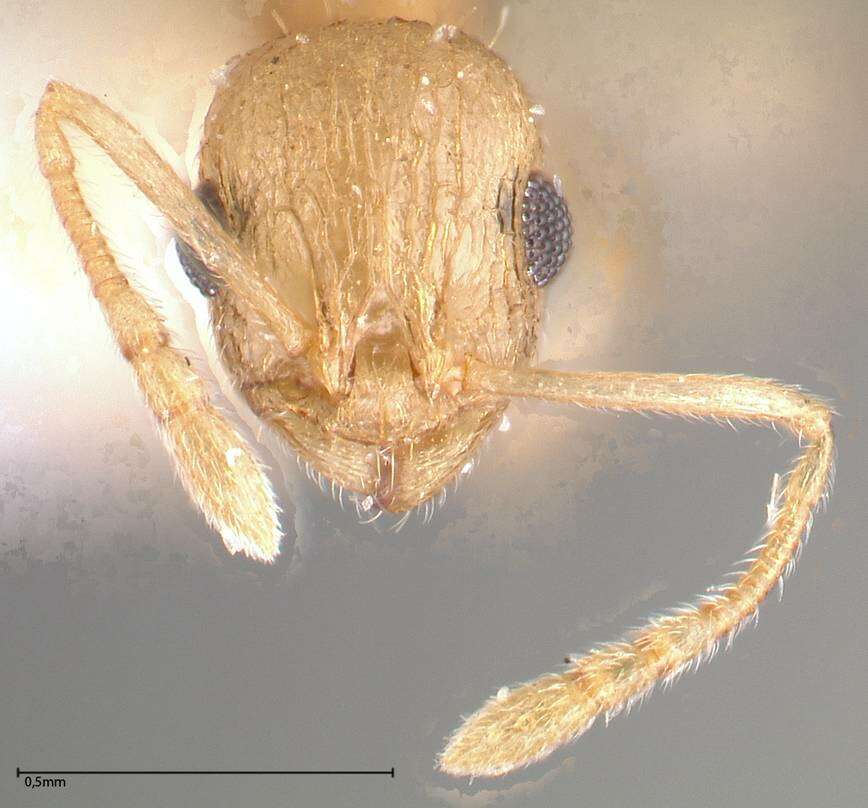 Image of Temnothorax nordmeyeri