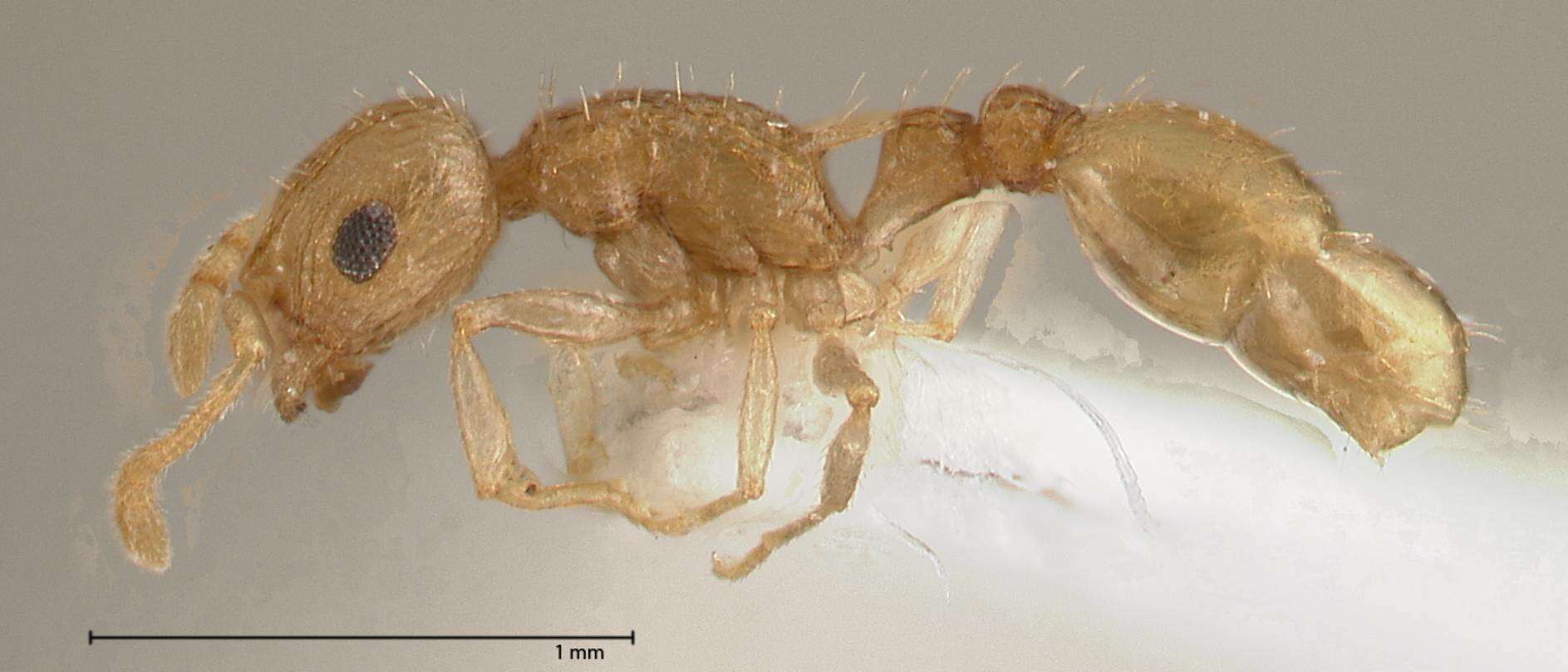 Image of Temnothorax nordmeyeri