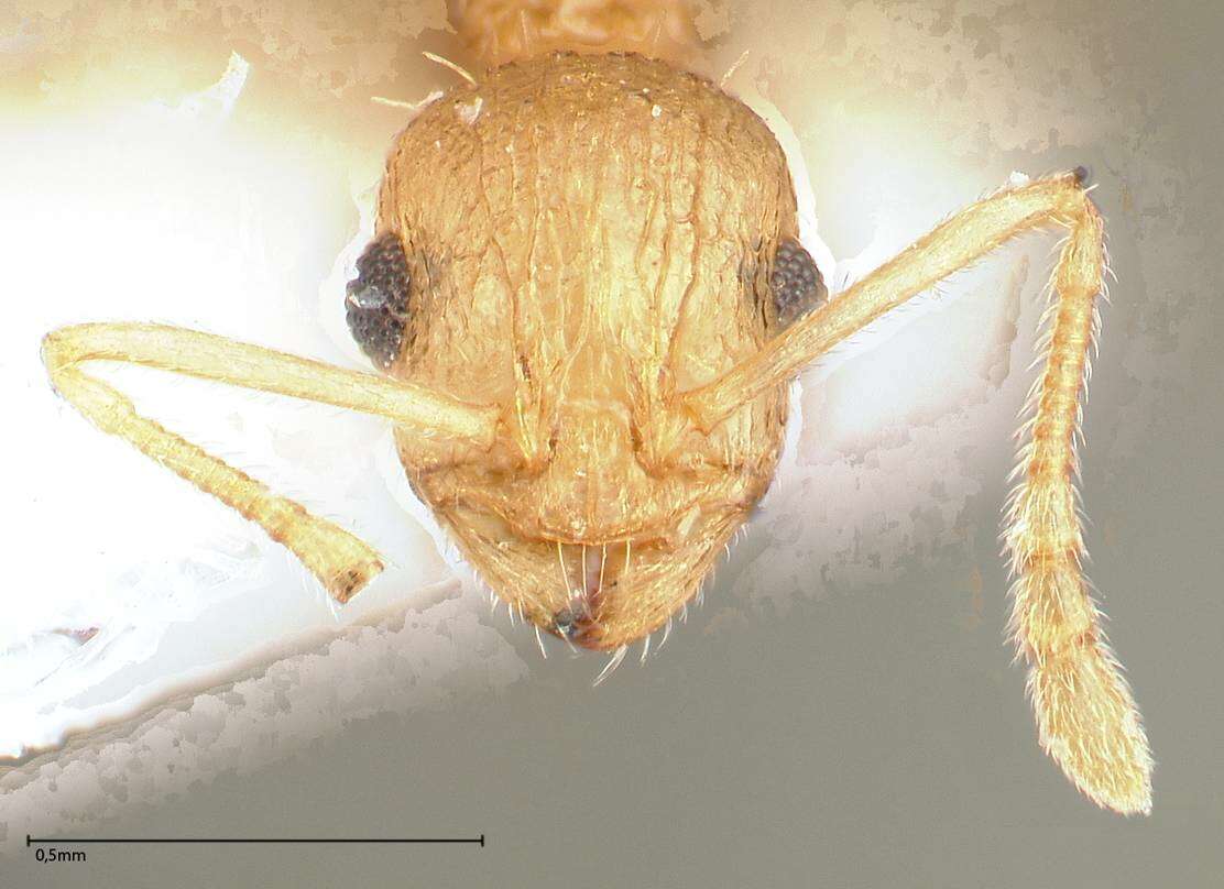 Image of Temnothorax nordmeyeri