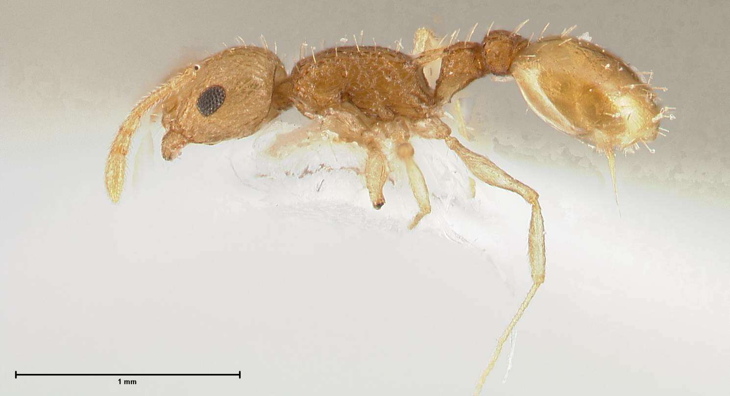 Image of Temnothorax nordmeyeri