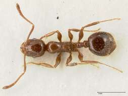 Image de <i>Temnothorax cagnianti</i>