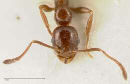 Image of <i>Temnothorax cagnianti</i>