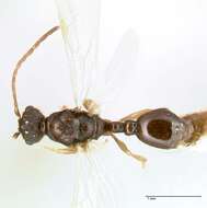 Image of Myrmicinae