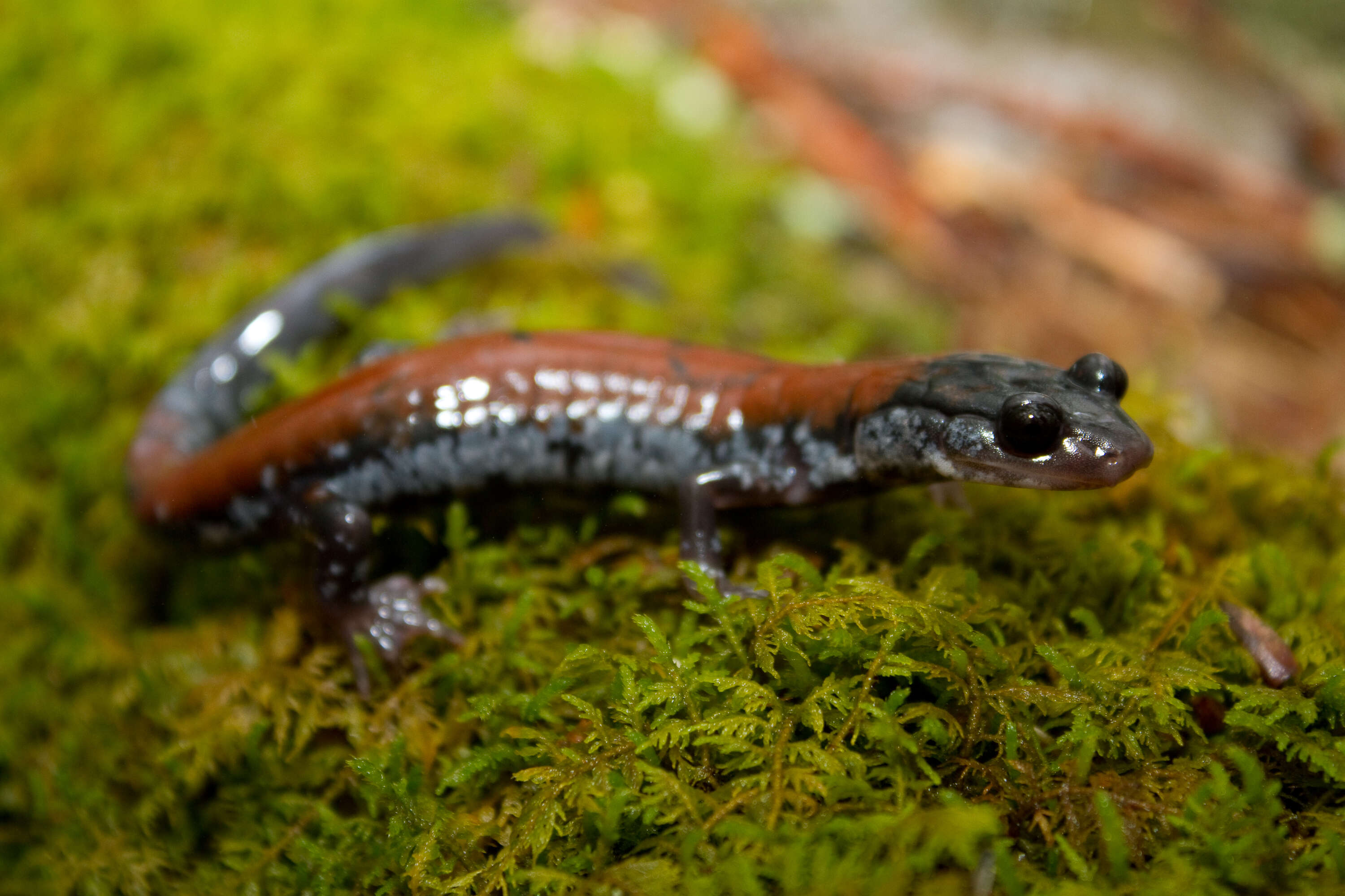 Plethodon yonahlossee Dunn 1917 resmi