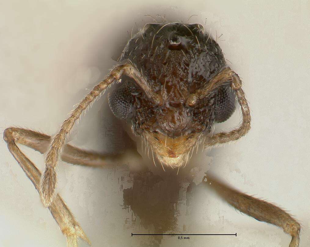 Image of Formicoidea