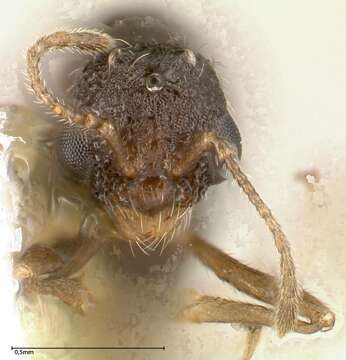 Image of Myrmicinae