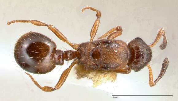 Image of Myrmicinae