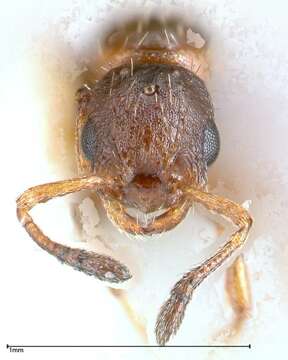 Image of Myrmicinae